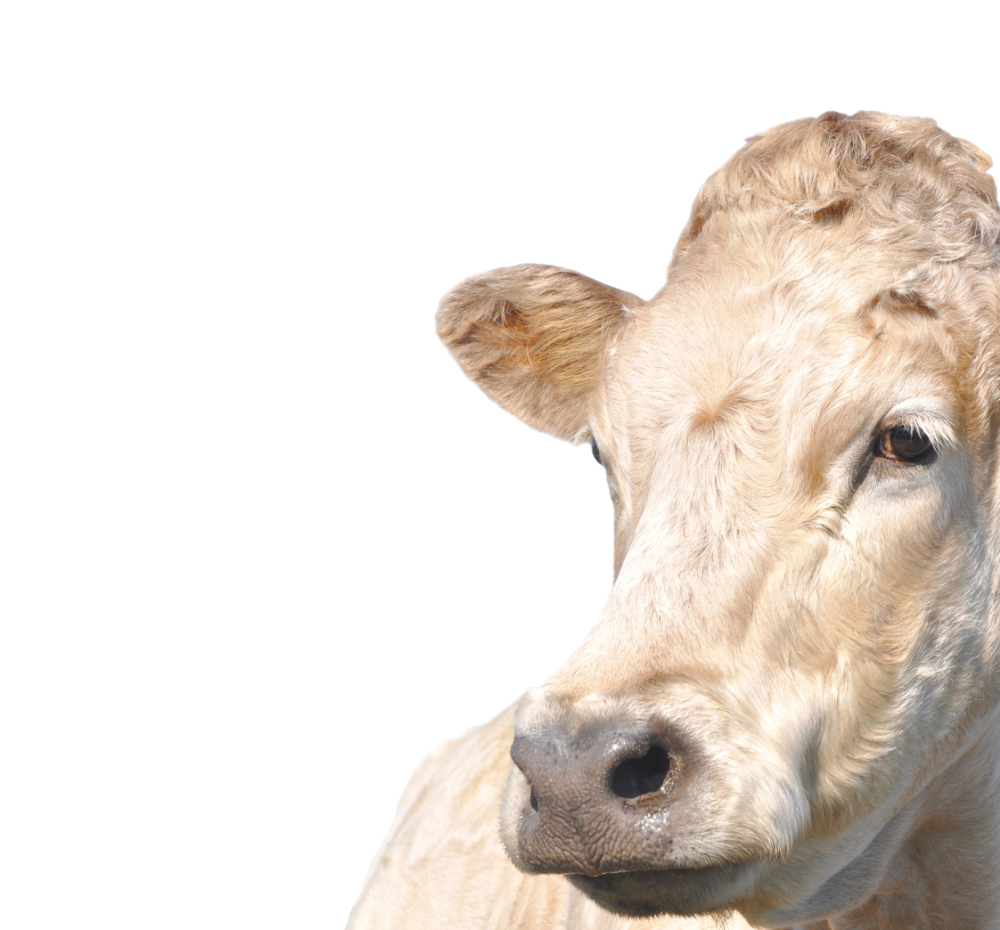 vache charolaise