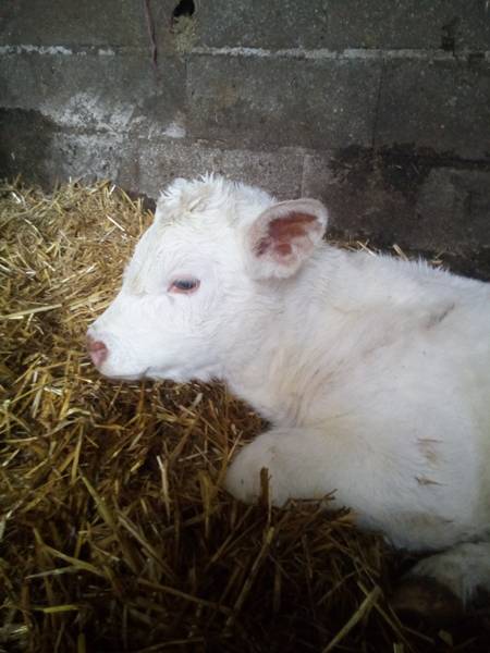 veau charolais