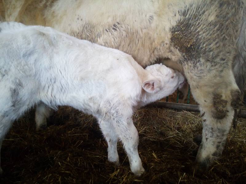 veau charolais