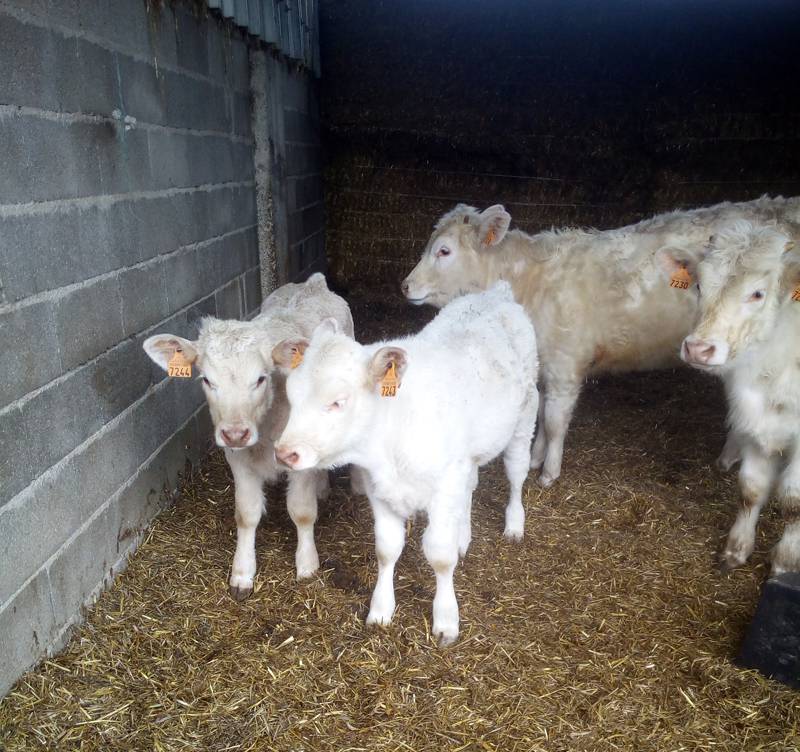 veaux charolais